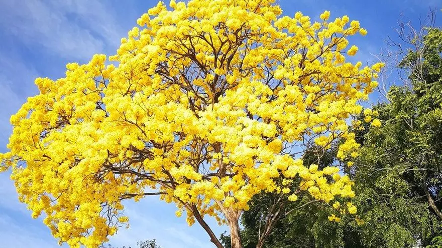 Los Guayacanes en Panamá