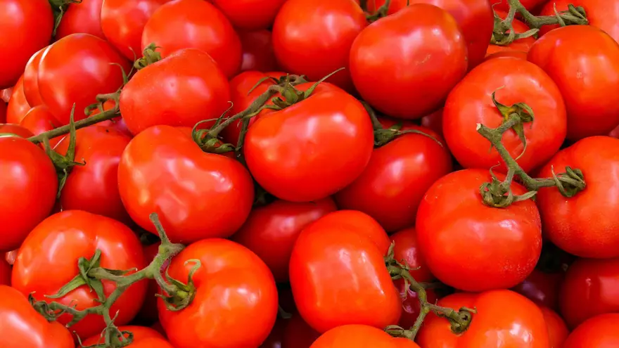 Imagen ilustrativa de tomates