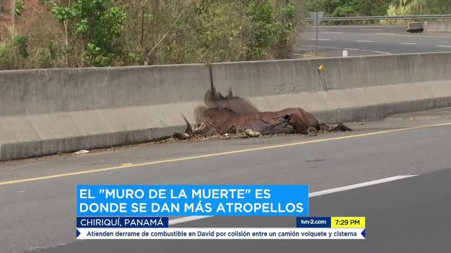 Diariamente mueren animales arrollados en las principales vías del país