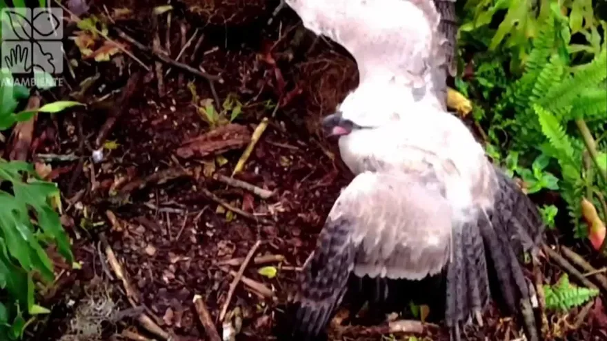 24 horas observando a Otto