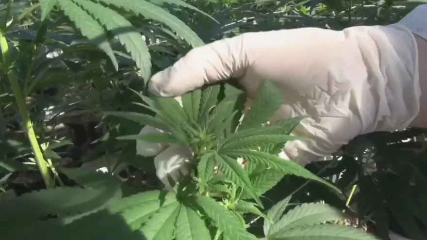 Detectan venta ilegal de cannabis medicinal