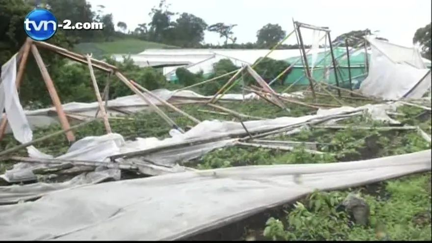 Mida reporta pérdida de cosechas por vientos en Boquete