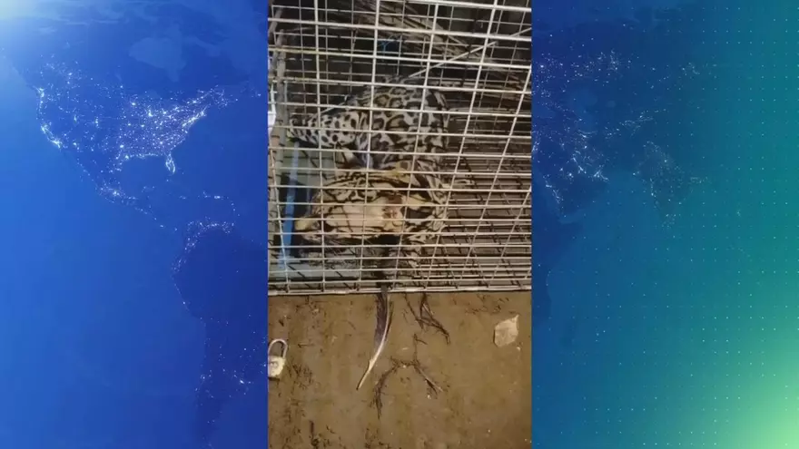 Ataque de tigrillo desata temor en la provincia de Chiriquí