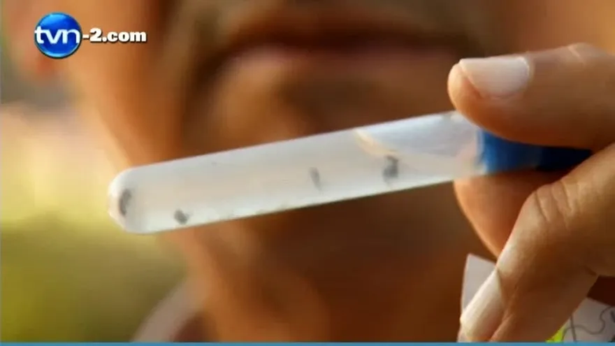 Minsa informa caso autóctono de Chikungunya y activa alerta