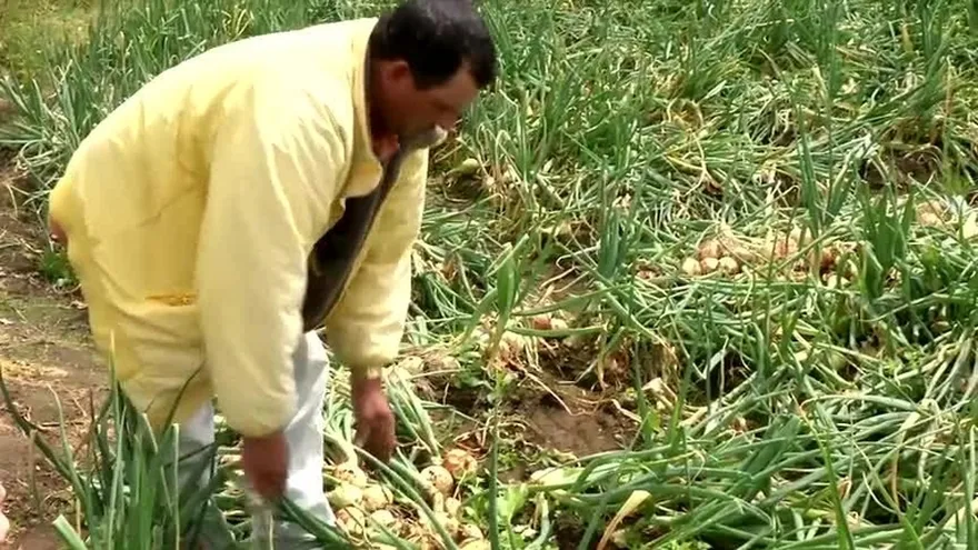 La difícil situación de la cebolla nacional y extranjera