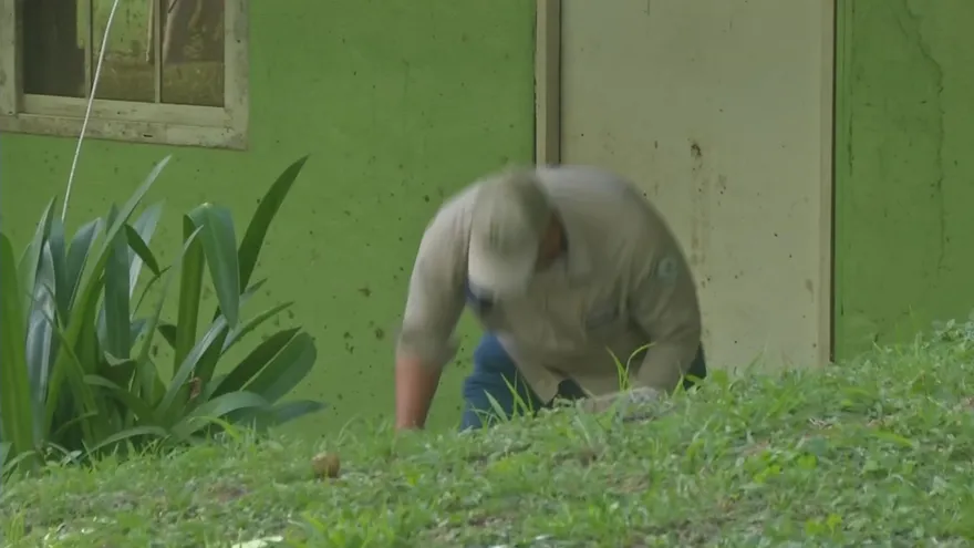 San Miguelito: Salud interviene Villa Guadalupe ante proliferación de ratas