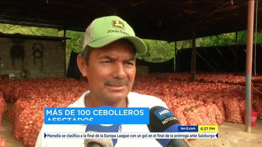 Cebolleros preocupados por su cosecha