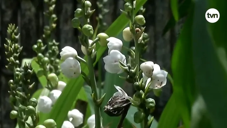 Vuelve el Festival Nacional de La Flor del Espíritu Santo en Herrera