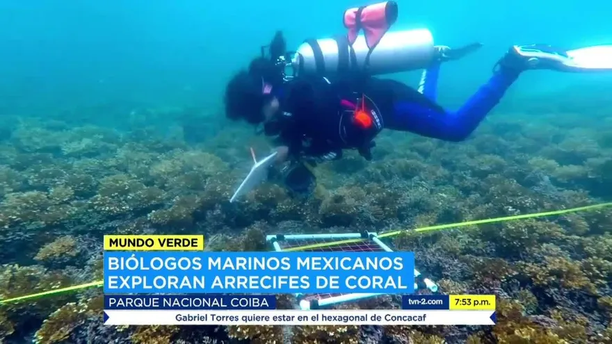 Mundo Verde: la vida de los corales en Coiba