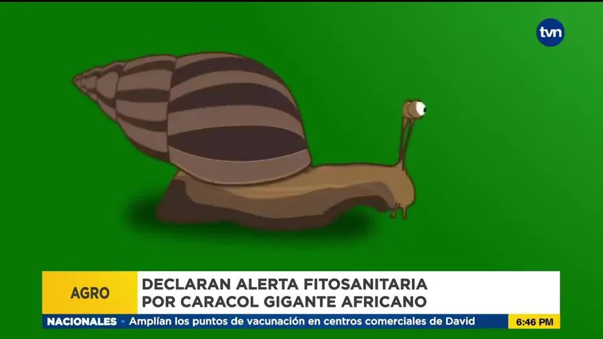 Alerta fitosanitaria por caracol gigante africano