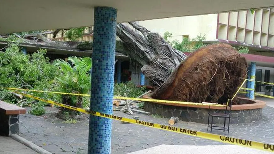 Cae árbol en la Universidad de Panamá.