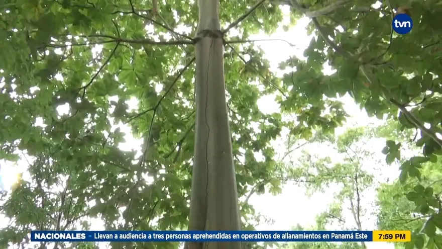 Mundo Verde. Árbol Panamá