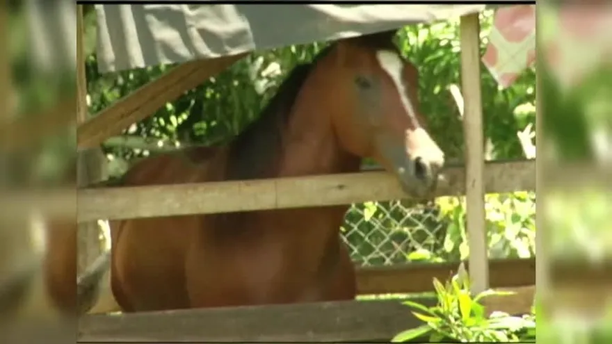 Este miércoles llegan vacunas para encefalitis equina