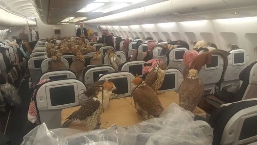 Los sorprendentes viajes de aves cazadoras en avión. Fotografía de Halcones. BBC
