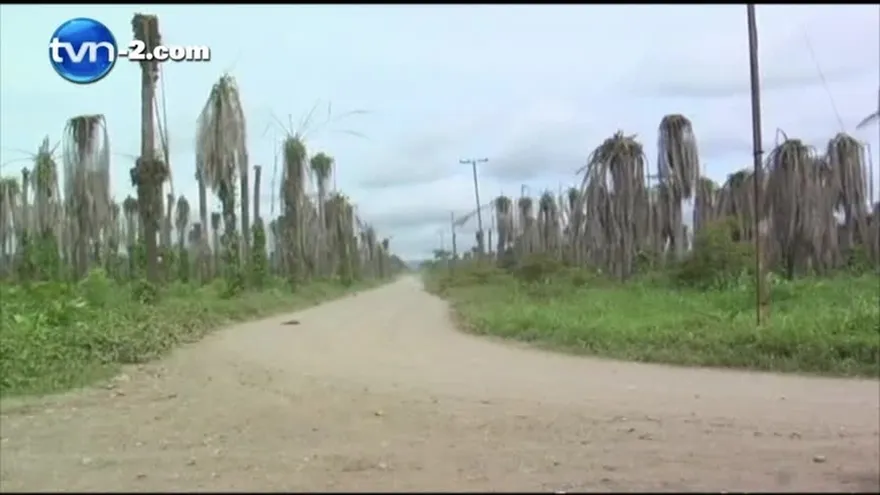 Producción de palmas aceiteras en peligro