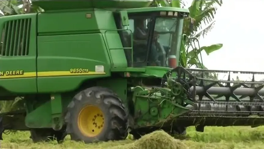 Arroceros, cansados de cosechas importadas