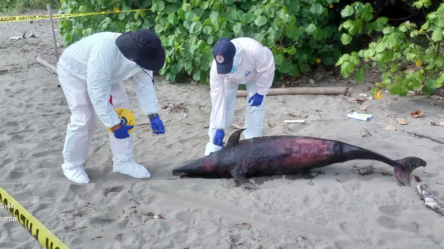 Las autoridades de MIAMBIENTE realizan inspección y entierro del mamífero marino para preservar las condiciones naturales del área.