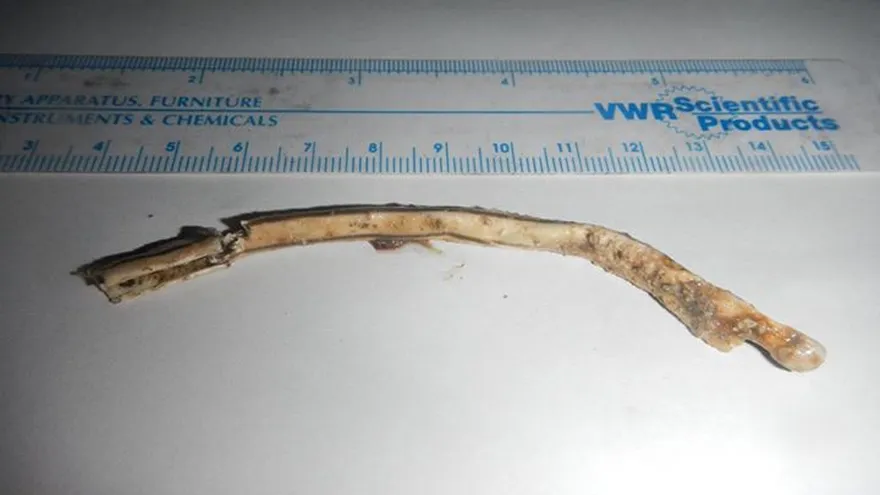 El carrizo que fue extraído a la tortuga