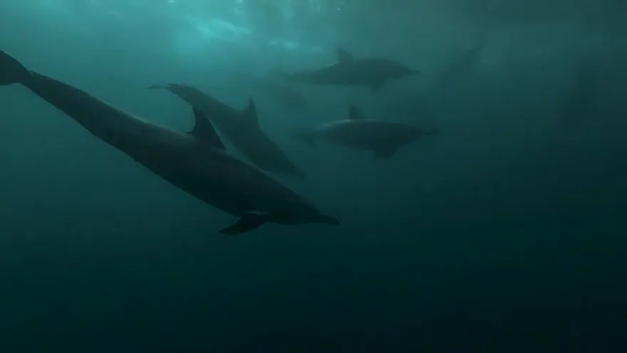 La impresionante 'carrera de sardinas' en Sudáfrica