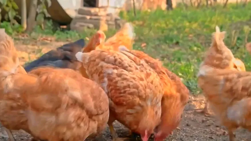 Asociación de avicultores presenta queja por apagones