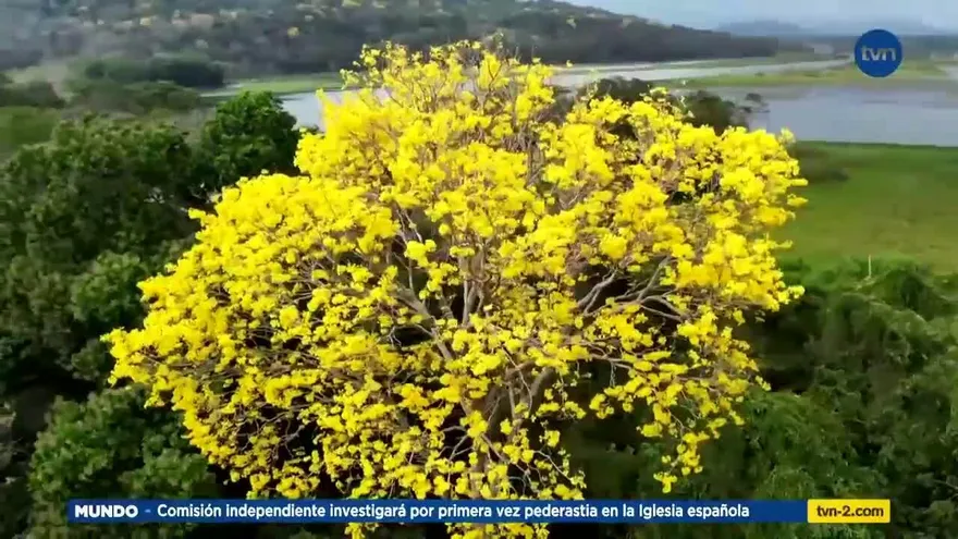 Guayacanes llenan de color la capital