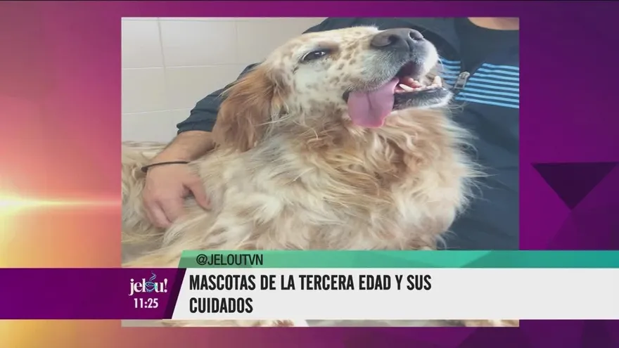¿Cómo cuidar de nuestras mascotas cuando ya estén envejecidos?