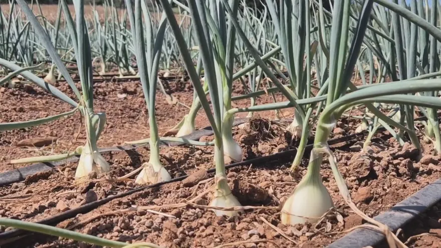 Productores de cebolla en Azuero precupados por la comercialización