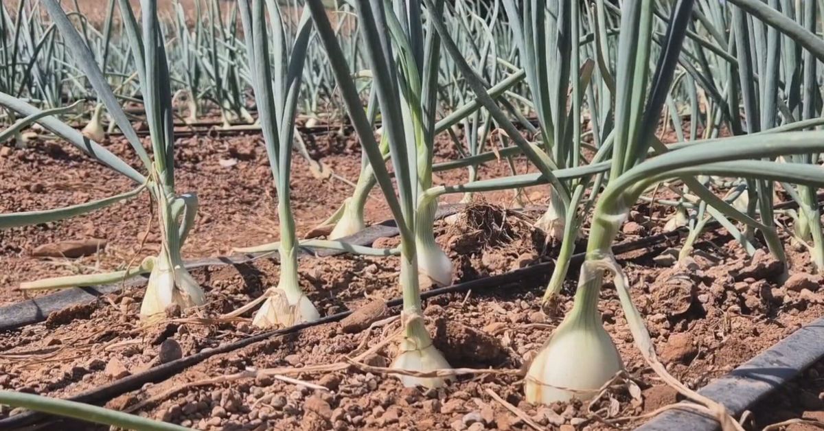 Cebolla Nacional en Peligro: Importaciones Desatan Crisis para Productores