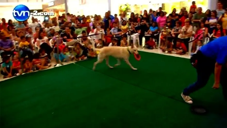SHOW DOGS
