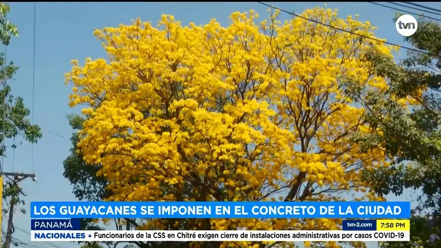 Florecen los guayacanes en medio del cemento