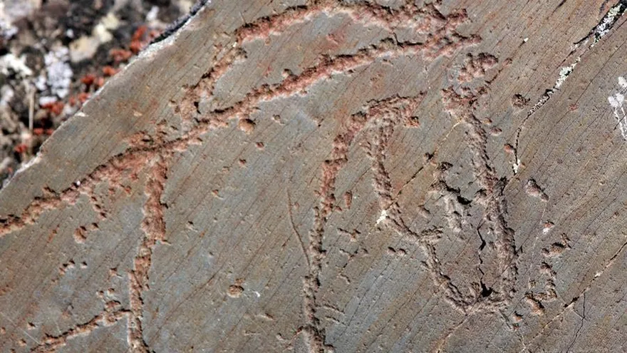 Grabado de un caballo del Paleolítico Superior en la estación rupestre de Siega Verde, en Salamanca