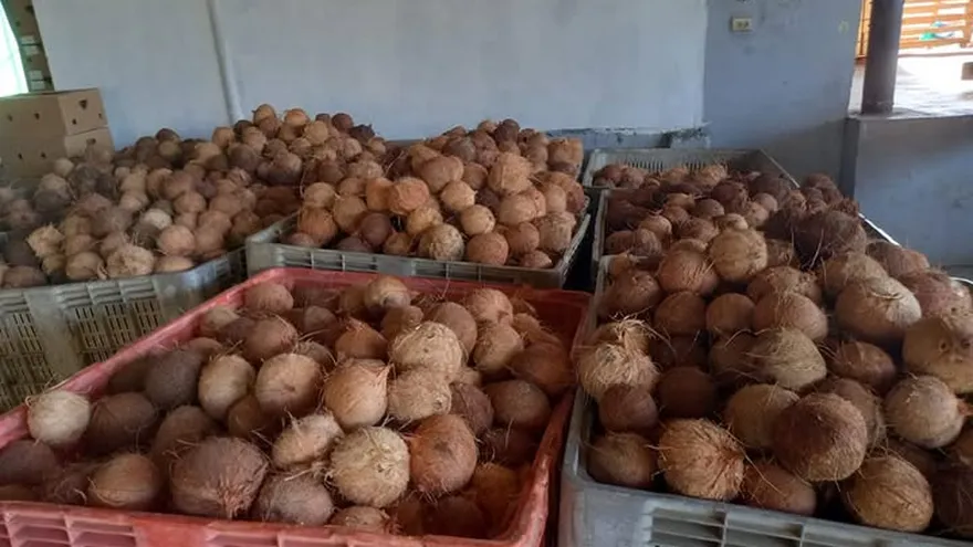 Un programa de mejoramiento tecnológico del cultivo de coco comenzó a implementarse en la región de Costa Abajo de Colón, con el objetivo de aumentar la productividad, sostenibilidad y resiliencia del rubro, uno de los cultivos tradicionales de la zona.