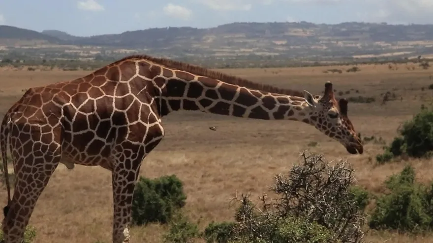 Las jirafas y su silenciosa amenaza de extinción