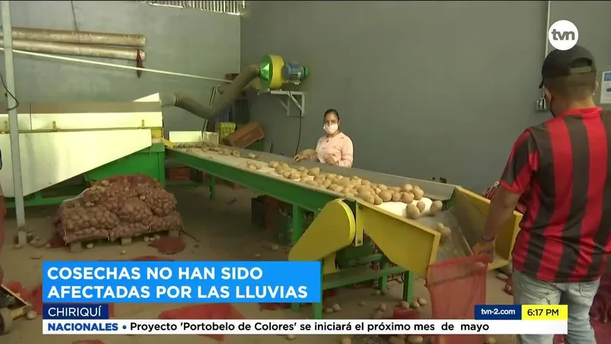 Cosechas no han sido afectadas por lluvias en Tierras Altas