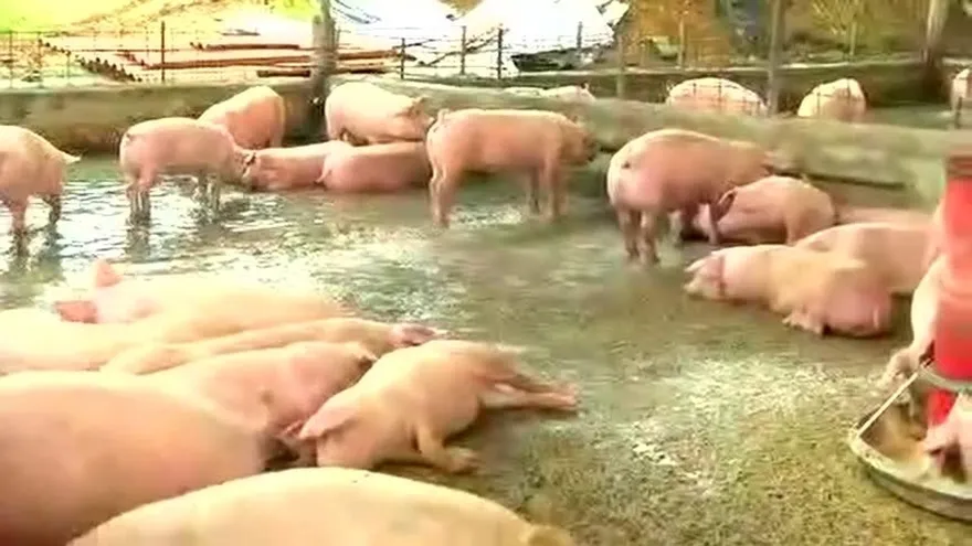 Importaciones afectan a los productores de cerdo