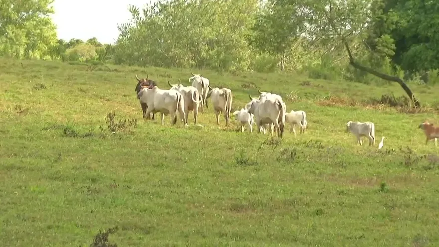 Reportan casos de rabia bovina en Panamá Oeste
