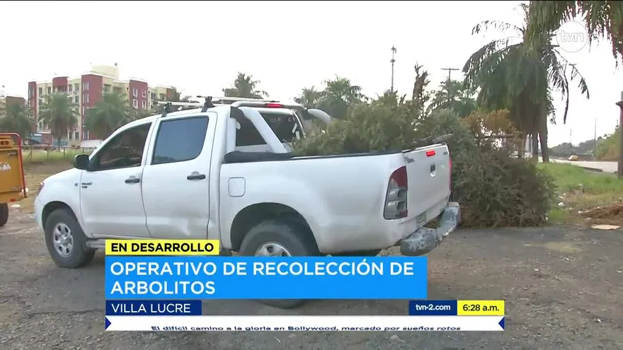 Recolectan arbolitos de Navidad en San Miguelito