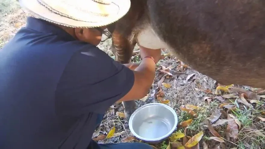 ¿Quién ordeña mejor a las vacas, Eddy o Natalia?