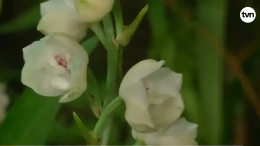 Arranca el Festival Nacional de Flor del Espíritu Santo