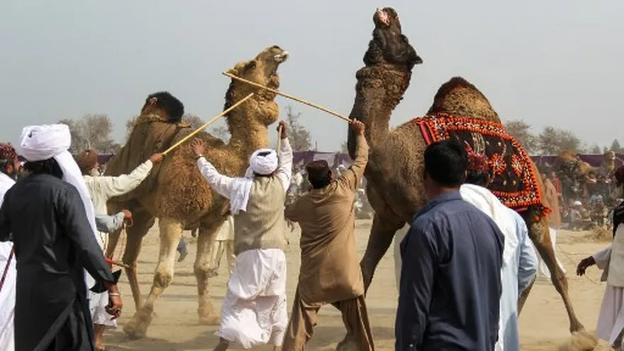 ¿Cultura o crueldad? Las peleas de camellos persisten en Pakistán