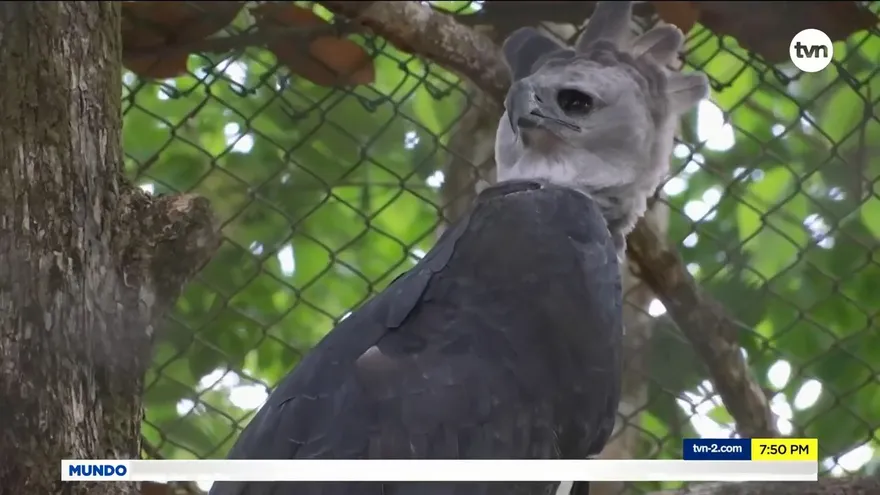 Día del Águila Harpía