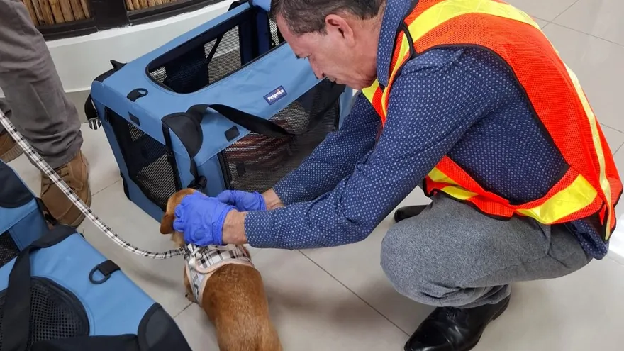 Oficinas del MIDA en Plaza Edison, donde se gestionan trámites de exportación de mascotas.