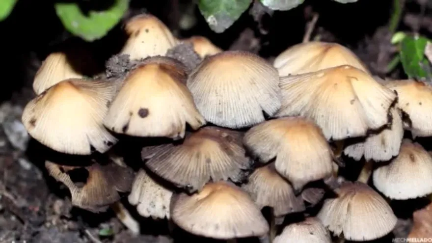 Niño fotógrafo crea empresa buscando la conservación de la naturaleza