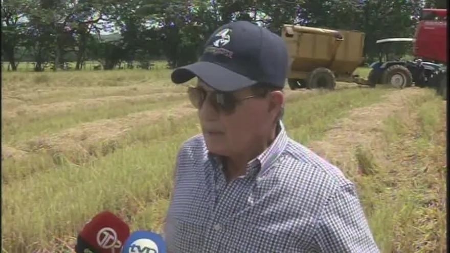 El problema de la falta de espacio para la cosecha de arroz