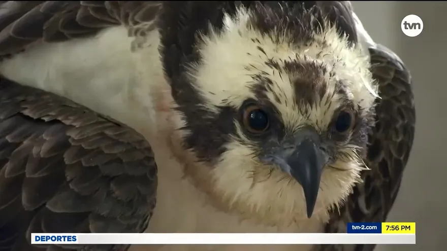 Mundo Verde: Águila pescadora