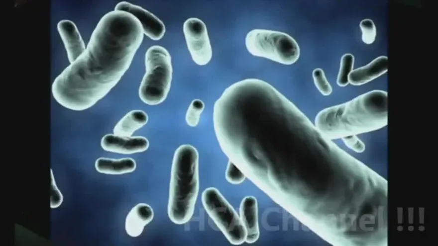 Los peligros de la “helicobacter Pilory”