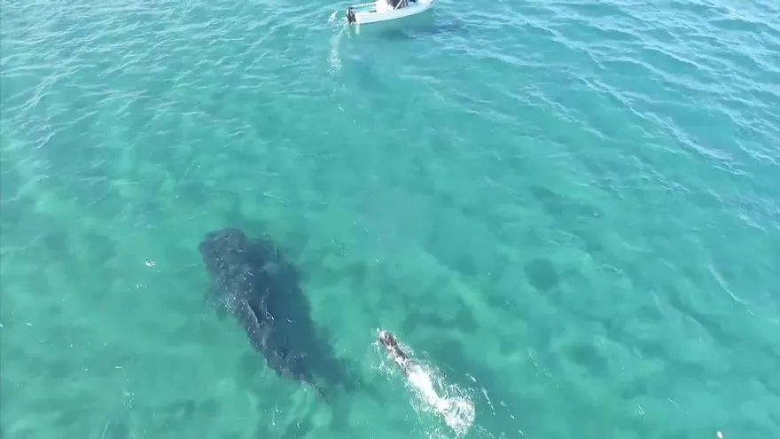 Nadar con enormes tiburones ballena al norte de México