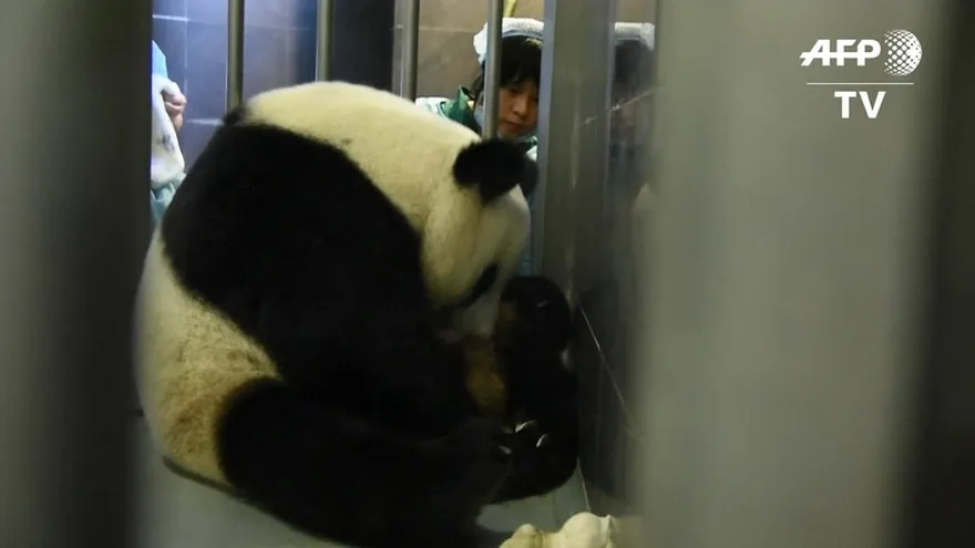 Panda da luz a mellizos en Macao