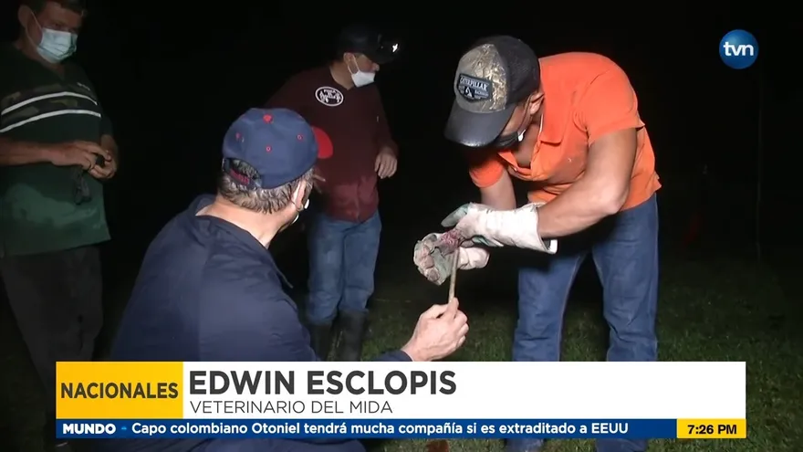 Capturan murciélagos transmisores de rabia bovina en Santiago