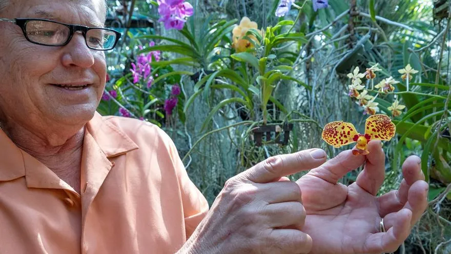 El coleccionista e investigador de orquídeas Jay Pfahl fue registrado al mostrar algunas de estas flores que adornan su casa, en Kayo Hueso (Florida, EE.UU.)